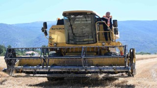 Büyükşehirden 2 bin 600 dekara buğday ve ayçiçeği desteği