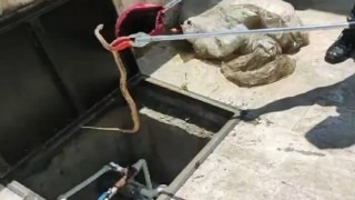 Cami bahçesine giren yılan yakalanarak doğaya salındı