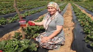 Çanakkalede sirke sineği zararlısıyla tuzakla mücadele