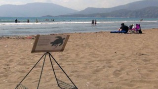 Caretta yuva sayısı 600e ulaştı