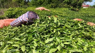 Çay üreticileri artık ÇAYKURa ait fabrikalara da çay satabilecek