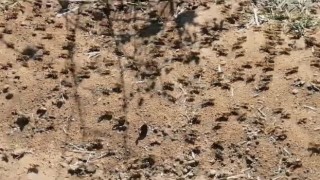 Çekirge istilasının sebebi oldu: Sırada büyük bir istila daha var