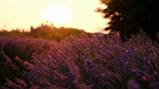 Cennet Vadisindeki lavantalar görsel şölen oluşturdu