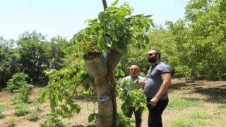 Ceviz ağaçlarında verim kabuk altı aşısı ile bire beş artıyor