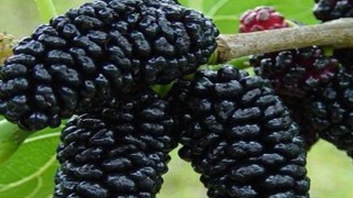 Cilt Güzelliği ve Yara İyileştirmede Karadutun Rolü