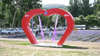 Çorumdaki lavanta bahçesinde hasat yapılacak