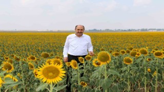 Çukurovada “beyaz altının” yerine “sarı altın aldı”