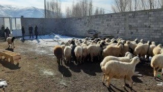 Dağıtımı başlayan Seyyar Koyun Çadırı projesinde başvuru süresi daralıyor