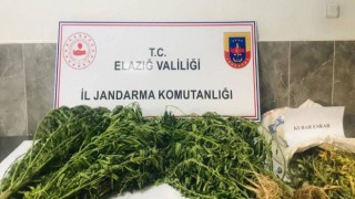 Damla sulama sistemiyle kenevir yetiştiren şüpheli suçüstü yakalandı