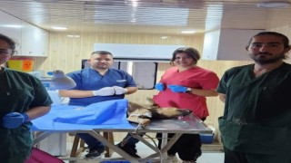 Dazkırıda sokak hayvanlarına yönelik başlatılan rehabilitasyon çalışmaları sürüyor