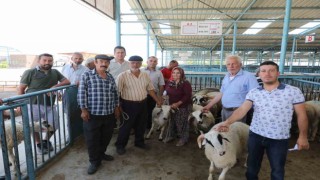 Denizlide damızlık koç ve teke dağıtımı sürüyor