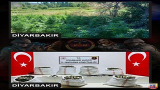 Diyarbakırda 357 bin kök Hint keneviri, 86 kilo kubar esrar ele geçirildi