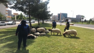 Diyarbakırda bayram boyunca zabıta ekipleri denetim gerçekleştirdi