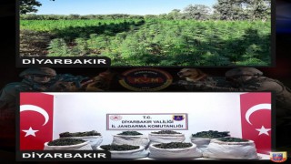 Diyarbakırda milyonlarca kök kenevir, kilolarca kubar esrar ele geçirildi