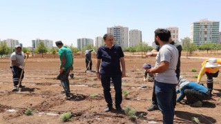 Diyarbakırda tıbbi aromatik bitkiler bahçesi kuruluyor