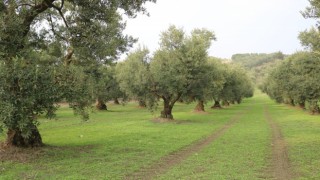 Dökme ve varil zeytinyağı ihracatına fon kesintisi