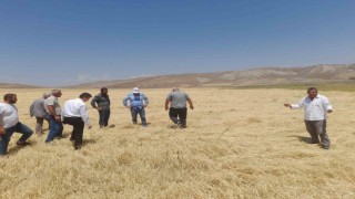 Dolu yağışı tarım arazilerine zarar verdi