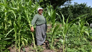 Domuz sürüsünün dadandığı mahallede vatandaşlar tedirgin