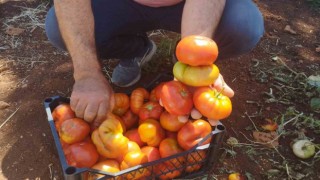 Dönüm başı 30 ton ürün alan üretici yerli domatesi 10 liradan satıyor