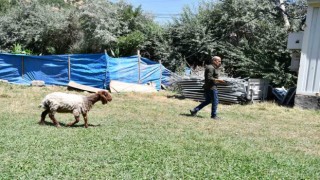 Düğünde kesilmemek için sahibinin elinden kaçan koyun onunla dost oldu