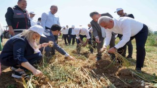 Dünyaca ünlü Taşköprü sarımsağının hasadı devam ediyor