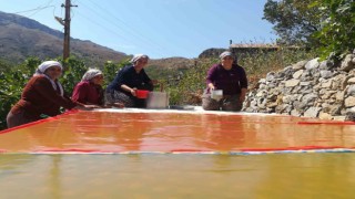 Dutun önemli geçim kaynağı olduğu Kemaliyede kadınların zorlu pestil ve pekmez yapımı imece usulü ile eğlenceli hale geliyor