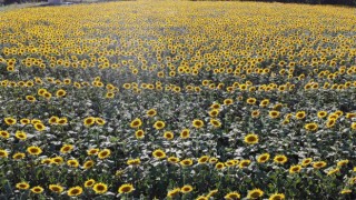 Edirnede ayçiçeğinde yüksek rekolte bekleniyor