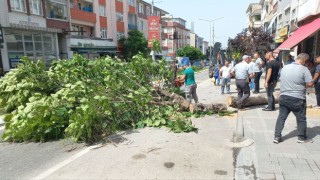 Edirnede taksinin üstüne devrilen ağaç 2 saat boyunca trafiği kapattı