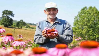 Ekinezya hasat için gün sayıyor