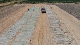 El Nino sıcağında zorlu tütün kurutma mesaisi