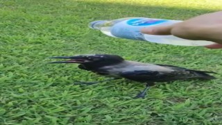 El Nino sıcakları hayvanları da etkiledi, imdatlarına vatandaşlar yetişti