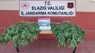 Elazığda 462 kök kenevir bitkisi ele geçirildi