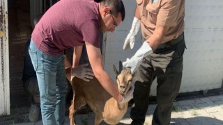 Elazığda tedavisi tamamlanan yaban keçisi doğaya bırakıldı