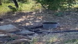 Elazığda yılanlar bir evi mesken tuttu
