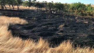 Elazığdaki bahçe yangınında 10 dönüm alan zarar gördü