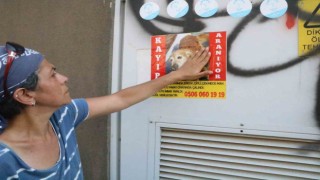 Enkaza dönen kentte kaybolan köpeğini arıyor, bulana ödül var