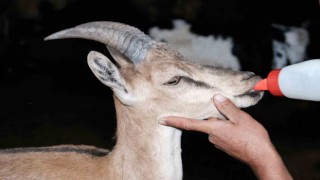 Erzincanda buldukları yaralı yaban keçisini kendi keçi sürülerine katarak beslediler