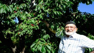Erzincanda daha önce görülmemiş kiraz rekoltesi
