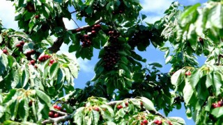 Erzincanda kiraz ağacından düşme vakaları arttı