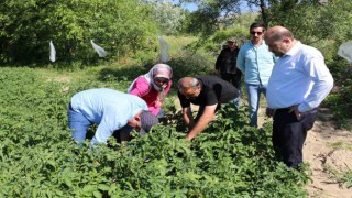 Erzincanda patates üretimi devlet eliyle yaygınlaşıyor