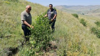 Erzurum Orman Bölge Müdürü Ayatay, Ağrıda