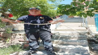 Eve giren yılan paniğe neden oldu