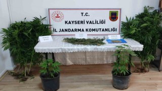 Evinde kenevir yetiştiren şahıs yakalandı