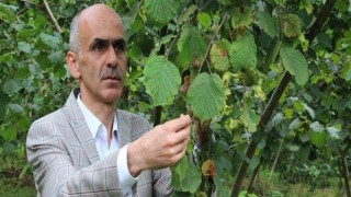 Fındıkta rekolte çalışmalarına başlandı