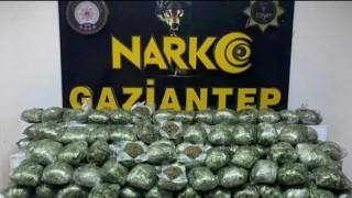 Gaziantepte 80 kilo skunk ele geçirildi