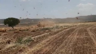Gercüşte fırtına mercimek tarlasını birbirine kattı