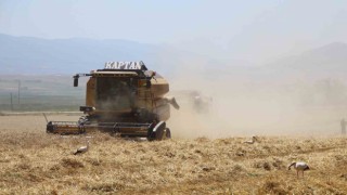 Gökhöyükte buğday hasadı bereketli başladı: 5 bin ton üretim bekleniyor
