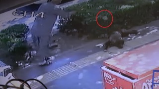 Gölgede dinlenen köpeğe taş attı