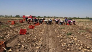 Afyon'da patates hasadı başladı