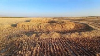 Hasat yapılacak ekili arazide oluşan obruk korkuttu